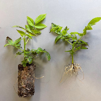 Jeunes noyers issus du laboratoire de clonage, plants racinés