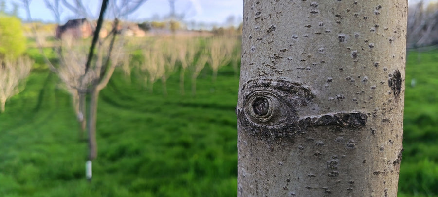 Un noyer du domaine au printemps