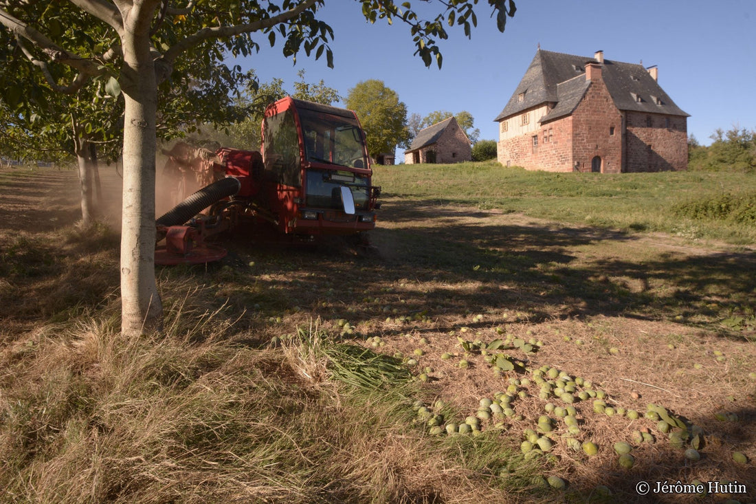 Ramasseuse de noix rouge dans le verger du Domaine du Noyer, noix au sol et manoir en fond, récolte 2026. Photo Jérôme Hutin.