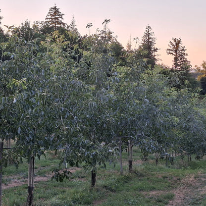 Verger de noyers du Domaine du Noyer à Villac en fin de journée