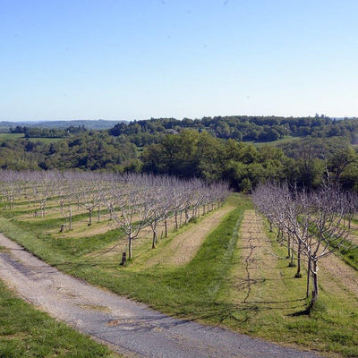 Rangs de jeunes noyers plantés dans le verger du Domaine du Noyer
