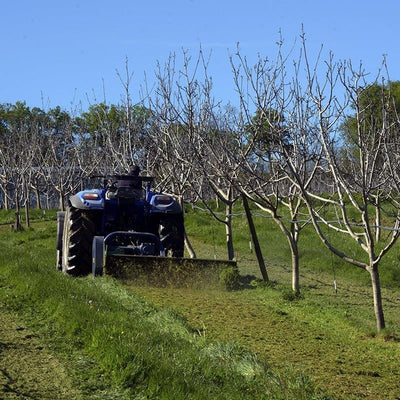 Fauchage mécanique entre les rangs de noyers, culture biologique sans herbicide